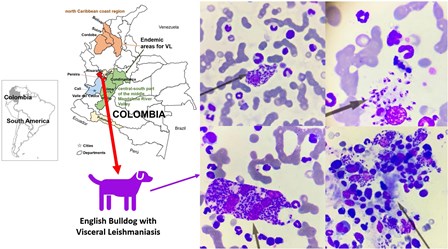 _27_-_Canine_Visceral_Leishmaniasis_in_Colombia