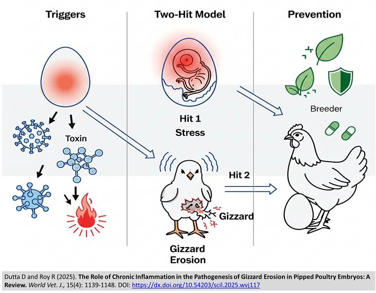 1392-gizzard_erosion
