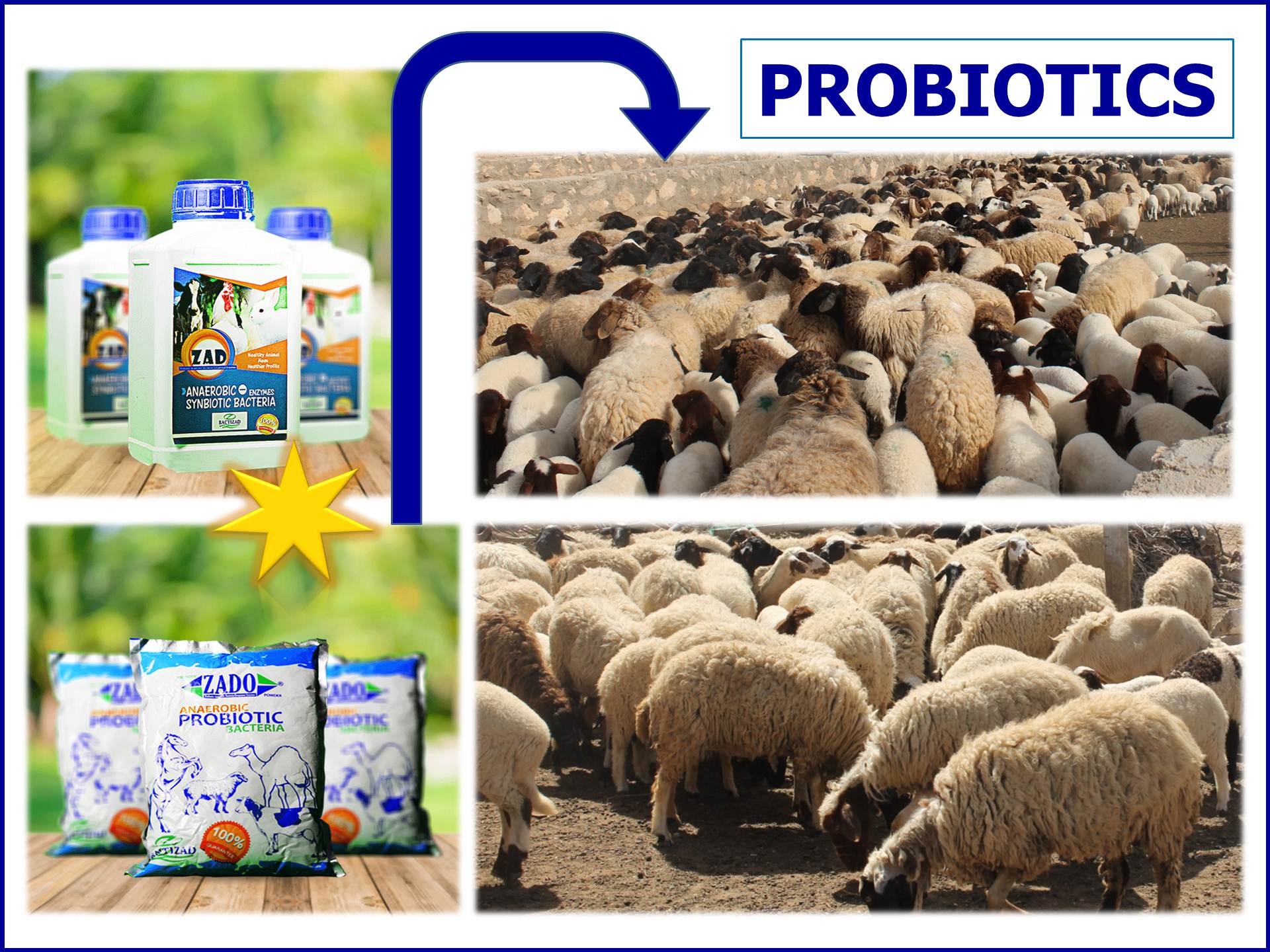 WVJ_1123_Probiotics