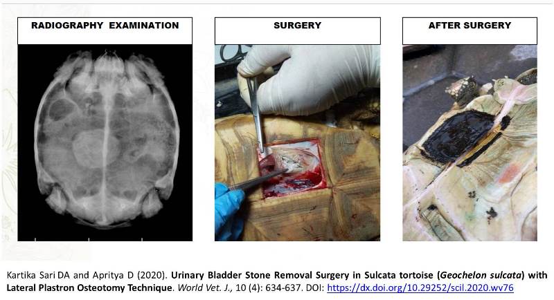 1225-Surgery_in_Sulcata_tortoise