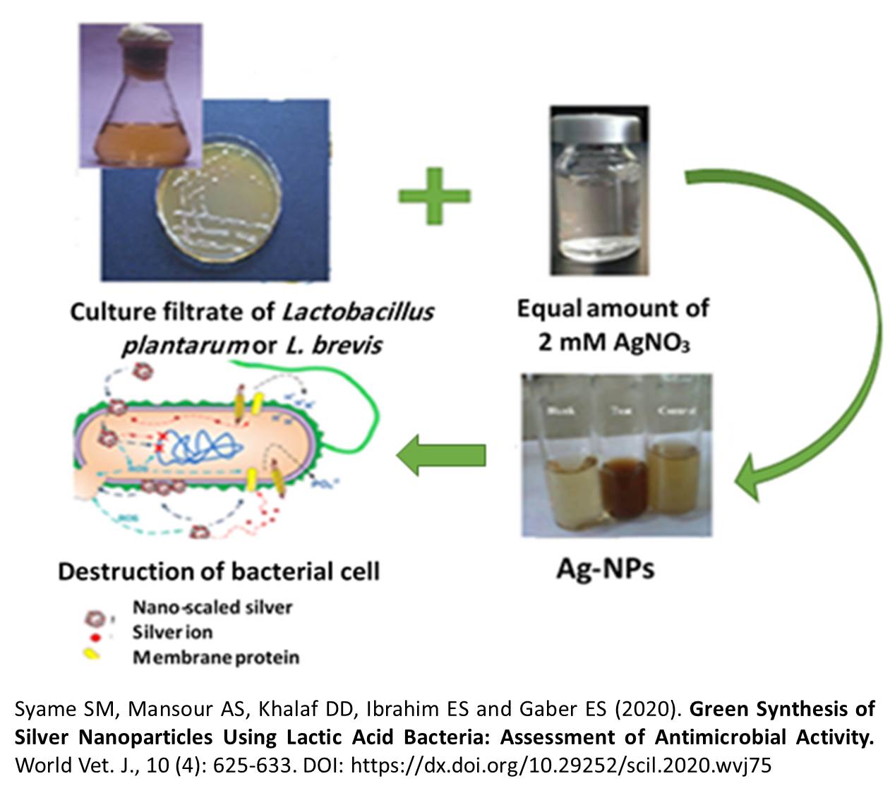 1326-Green_Synthesis_of_Silver_Nanoparticles_Using_Lactic_Acid_Bacteria