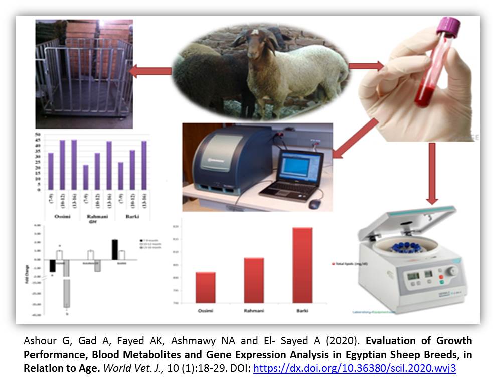 GA_WVJ_1199-Gene_Analysis_in_Egyptian_Sheep