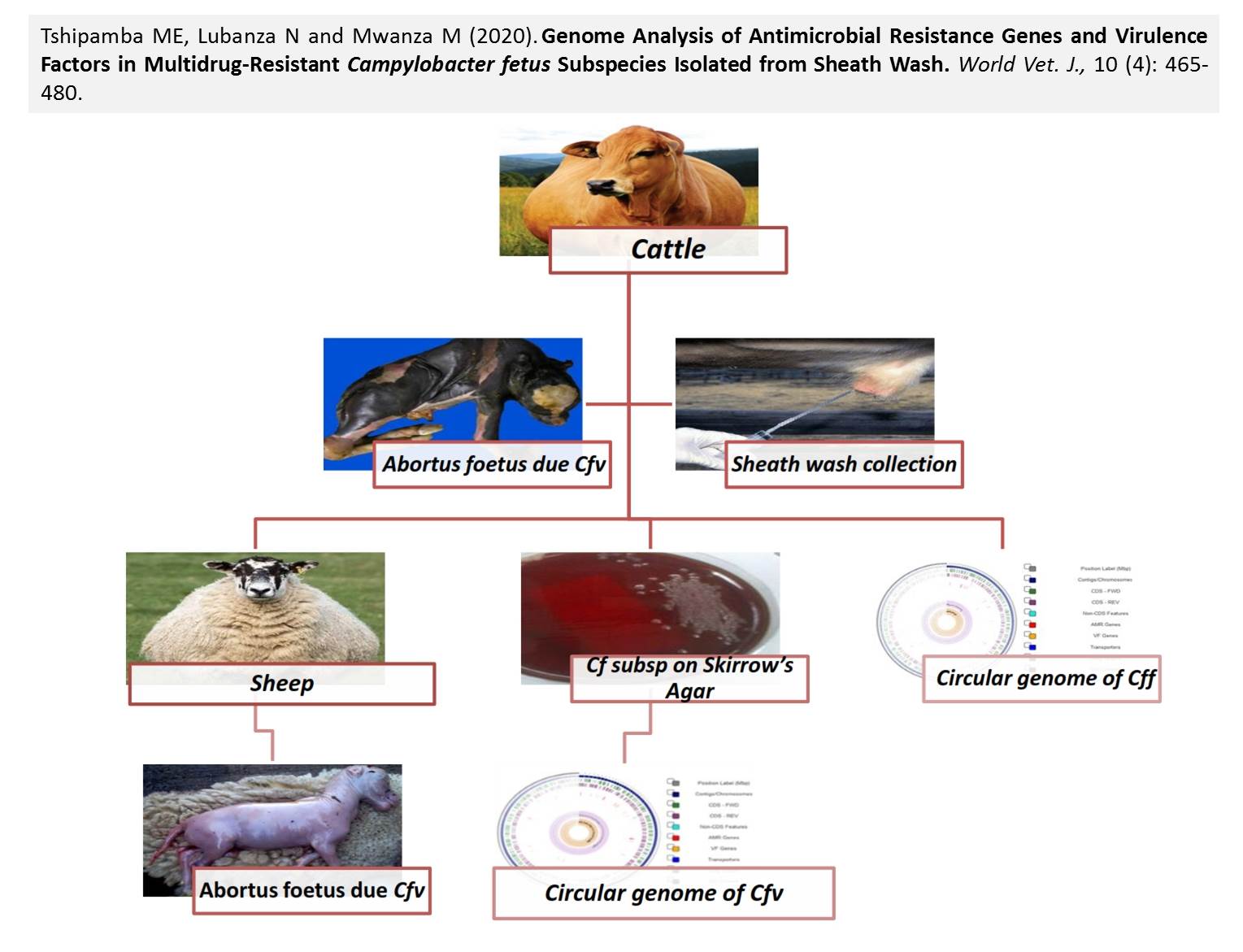 multidrug-resistant_campylobacter_fetus_subspecies_of_sheath_wash-1291-