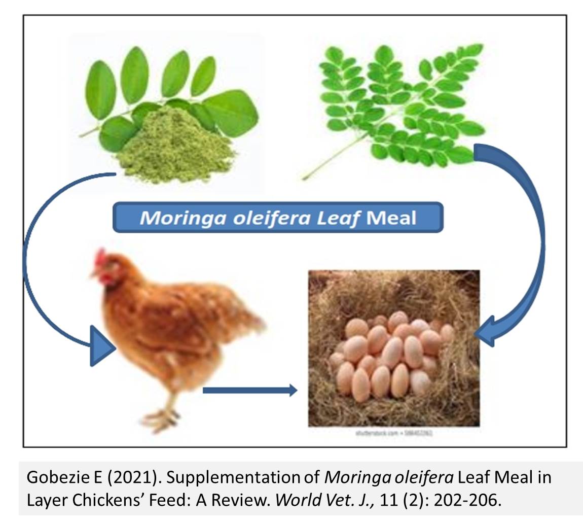 13--Moringa_oleifera_Leaf_Meal_in_Layer_Chickens_Feed