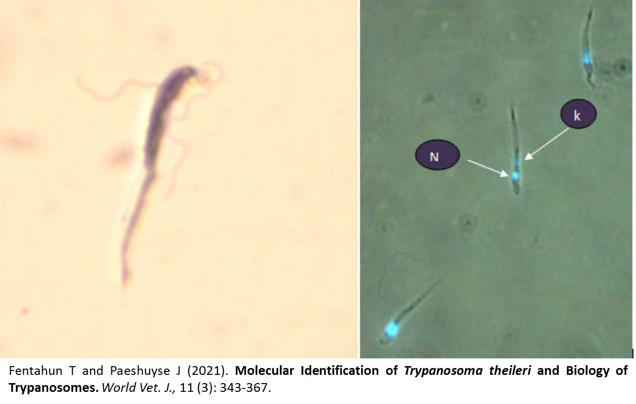 1316-Trypanosoma_theileri_and_Biology_of_Trypanosomes