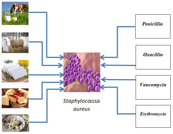 1353-Methicillin_Vancomycin__Erythromycin-resistant_Staphylococcus_aureus