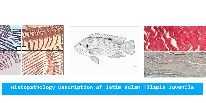 1400-16-salinity_in_histopathology_description_of_Tilapia_Juvenile