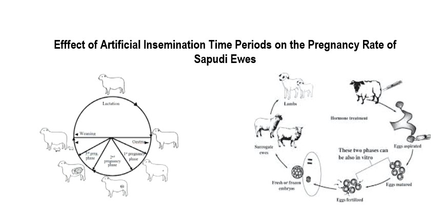1400-17-Artificial_insemination_on_the_pregnancy_of_Sapudi_Ewes
