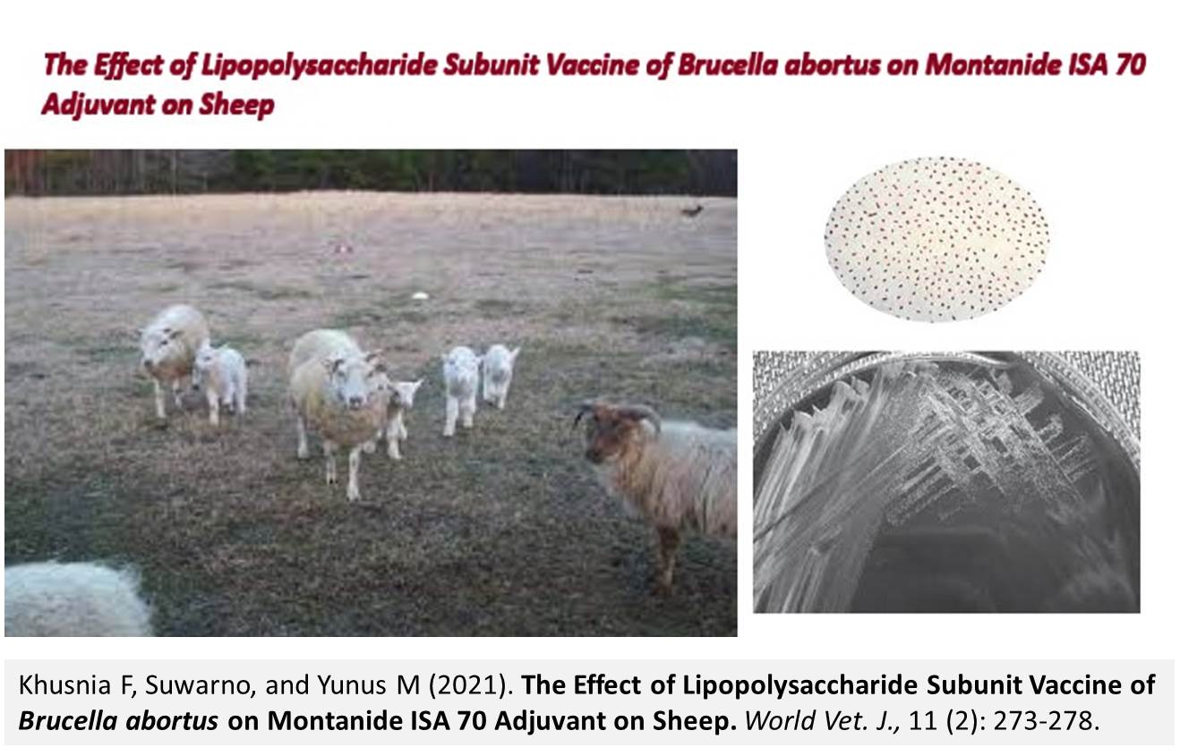 1400-18-_Lipopolysaccharide_Subunit_Vaccine_of_Brucella_abortus_on_Montanide_ISA_70_Adjuvant_on_Sheep