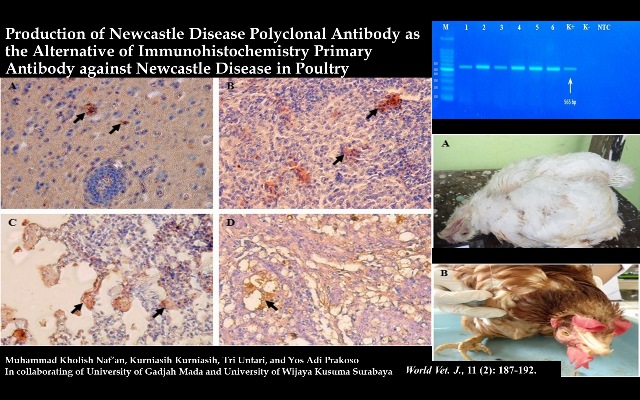 1400-4--Newcastle_Disease_Polyclonal_Antibody
