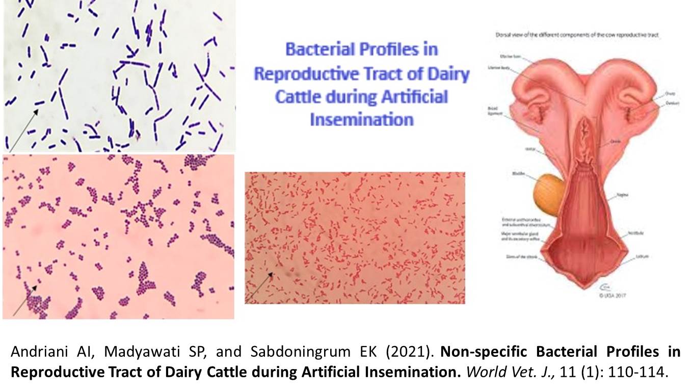 1400-8-_Bacteria_in_Reproductive_Tract_of_Dairy_Cattle_during_Artificial_Insemination