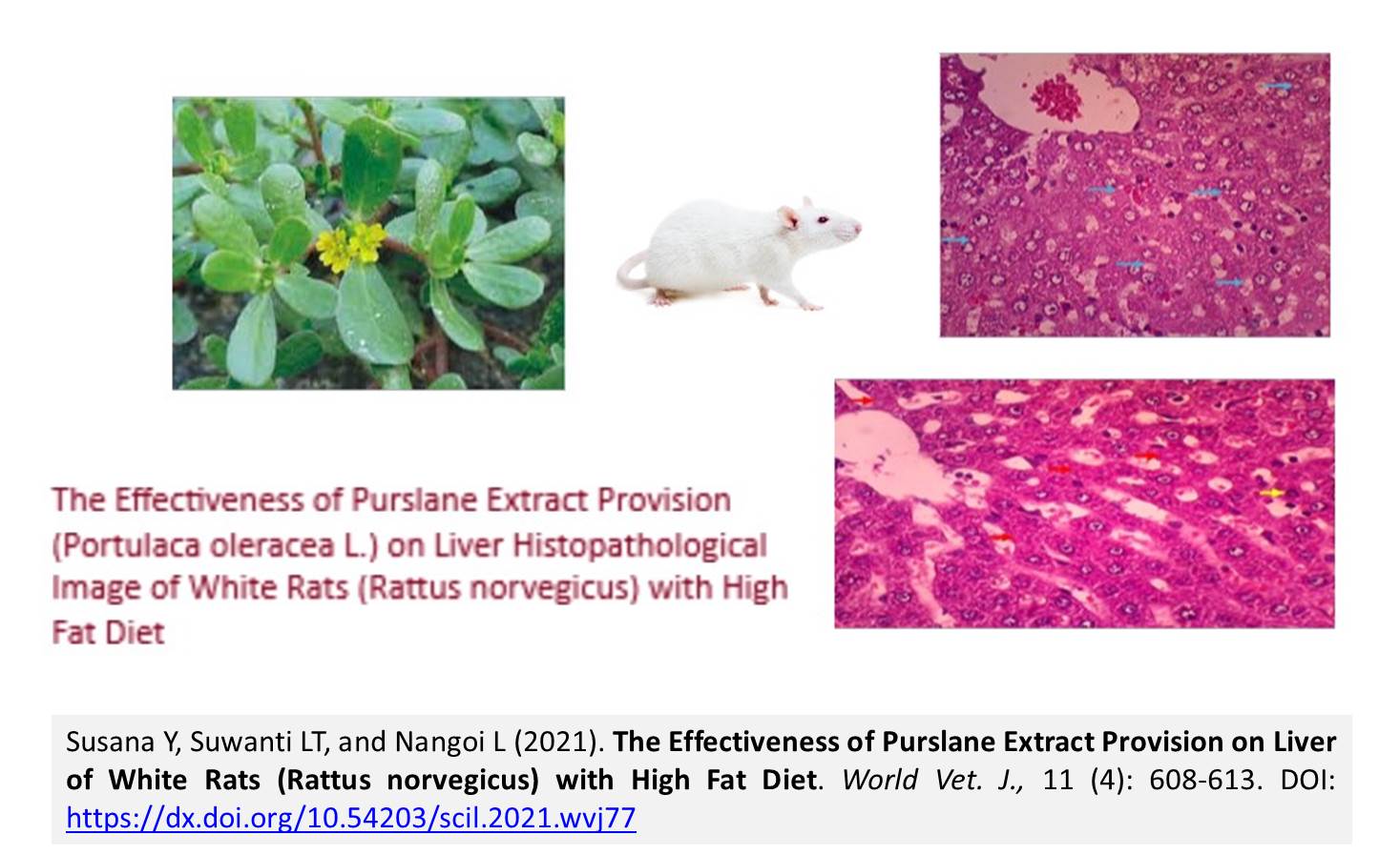 14003Purslane_Extract_Provision_on_Liver_of_White_Rats