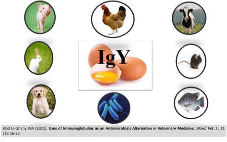 16-Immunoglobulins_as_an_Antimicrobials----