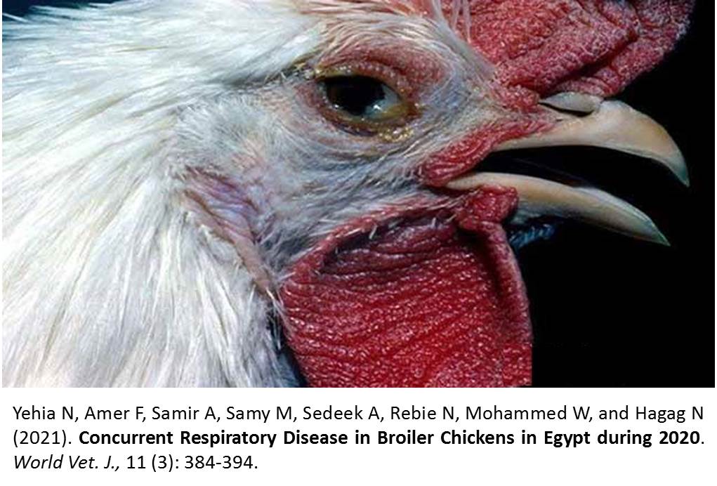 20-Respiratory_Disease_in_Broiler_Chickens_in_Egypt_