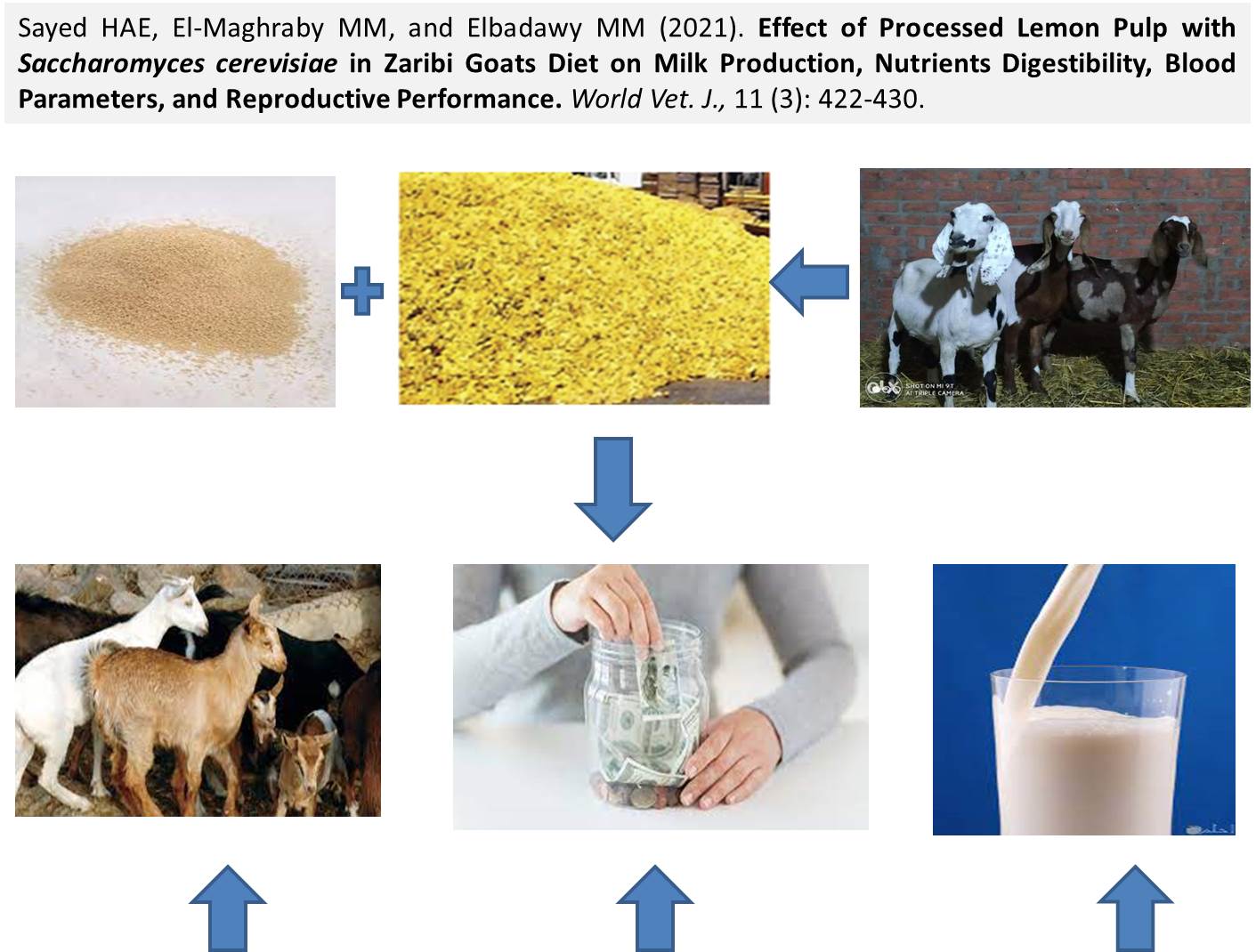 55-Processed_Lemon_Pulp_with_Saccharomyces_cerevisiae_in_Zaribi_Goats_Diet_