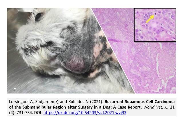 86-Cell_Carcinoma_of_the_Submandibular_Region_in_dog
