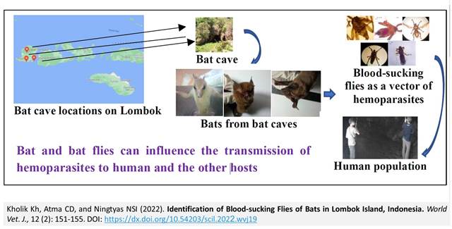 116-Blood-sucking_Flies_of_Bats_in_Indonesia
