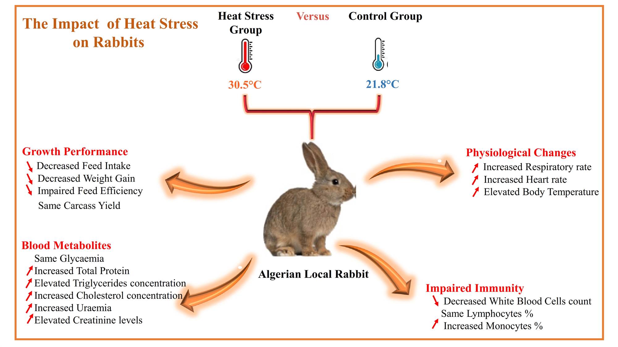 161-Local_Algerian_Growing_Rabbits