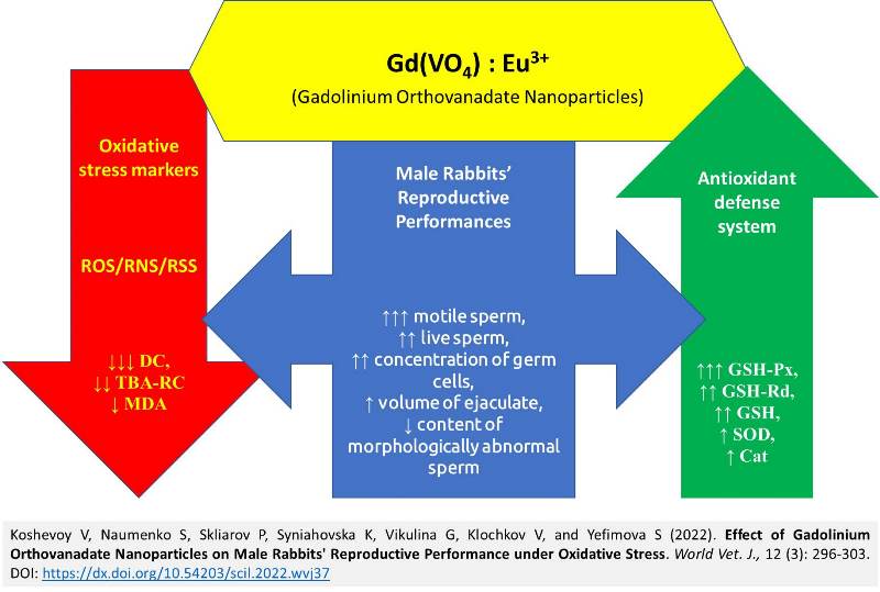 172-Gadolinium_Orthovanadate_Nanoparticles_on_Male_Rabbits_Reproductive