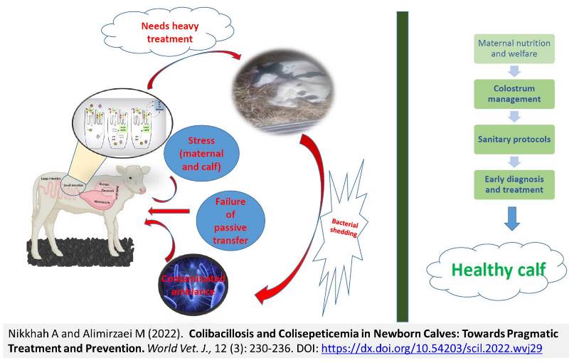 1900-18-Colisepeticemia__Colibacillosis_in_Newborn_Calves