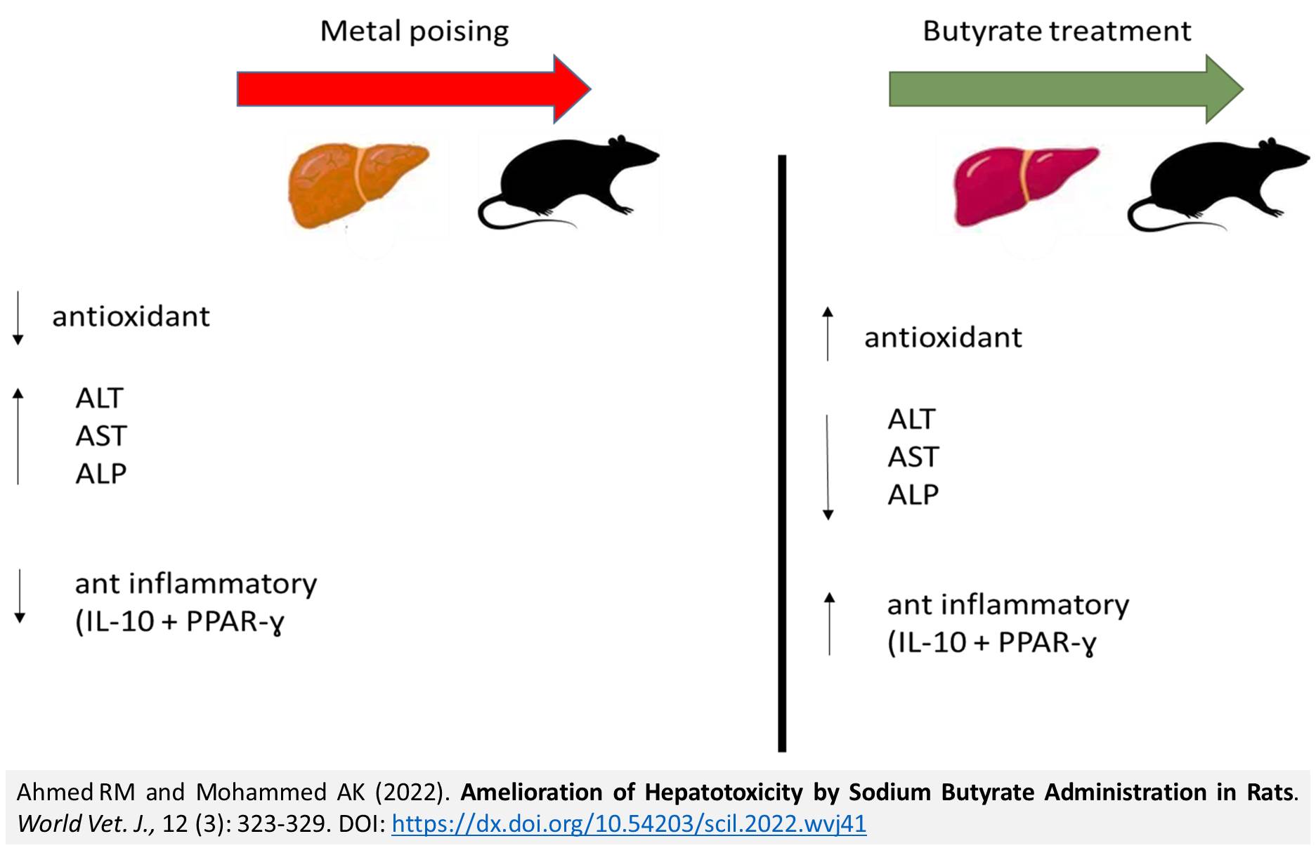 1900-20-Amelioration_of_Hepatotoxicity_by_Sodium_Butyrate_Administration_in_Rats