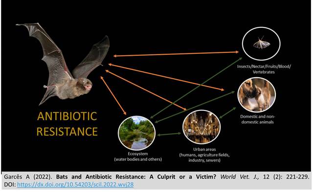 Bats_and_Antibiotic_Resistance-140