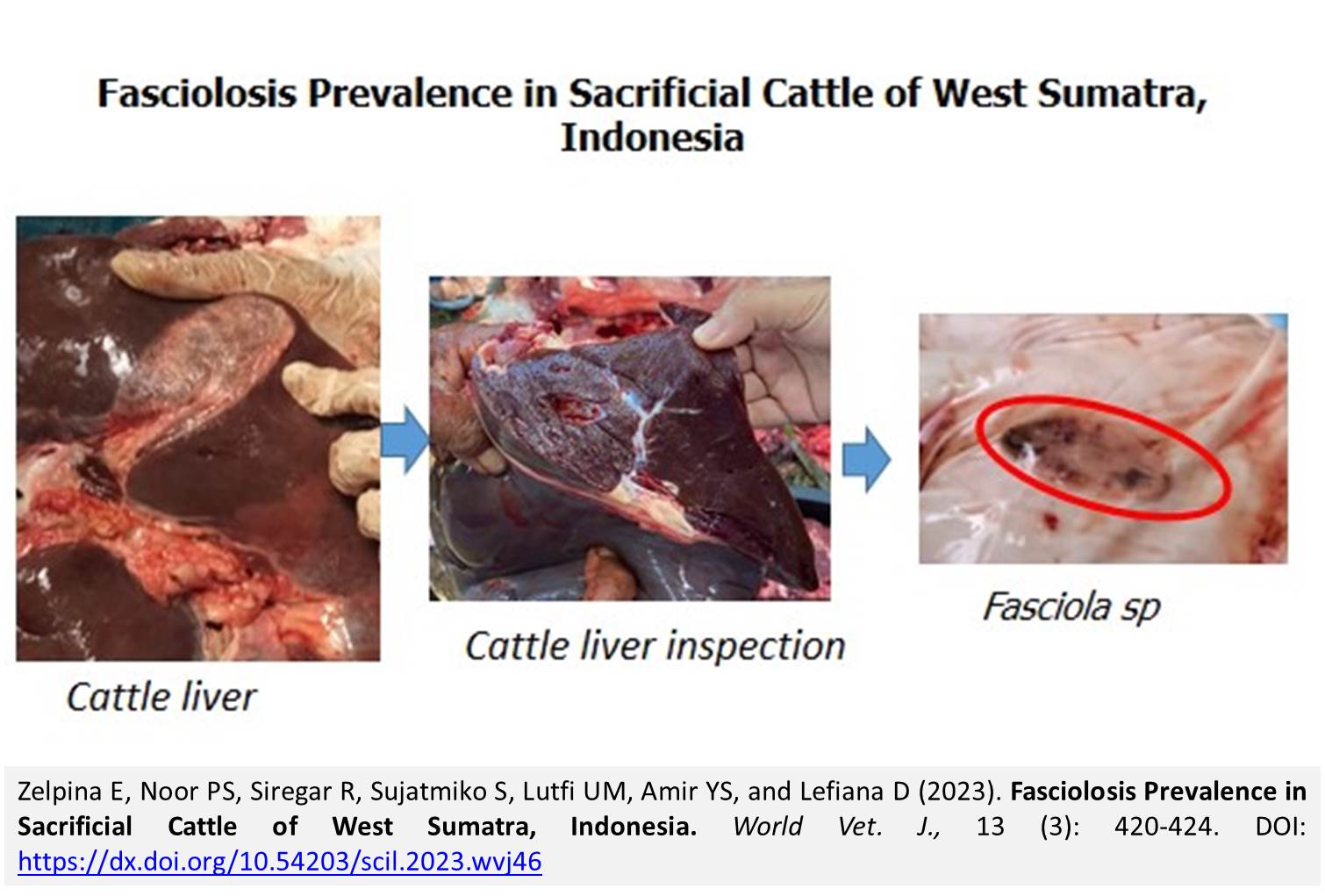 1900-28-Fasciolosis_Prevalence_in_Sacrificial_Cattle
