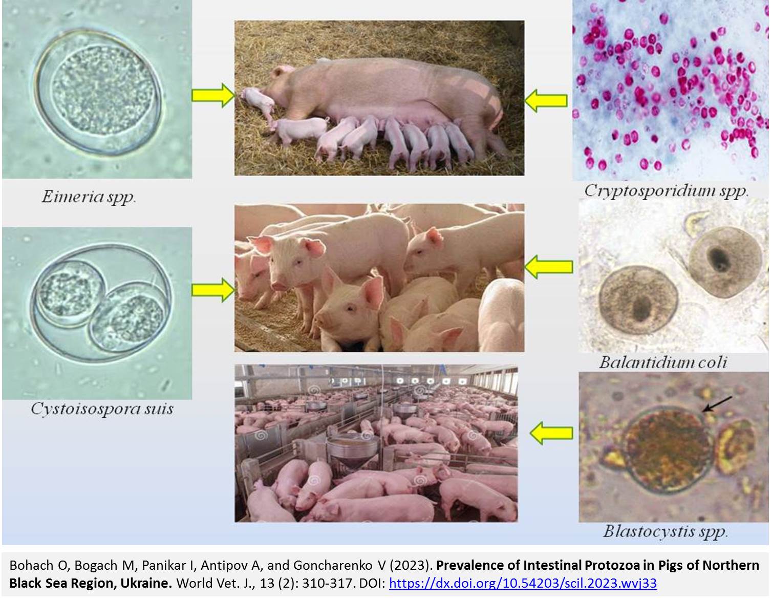 1900-32-Prevalence_of_Intestinal_Protozoa_in_Pigs