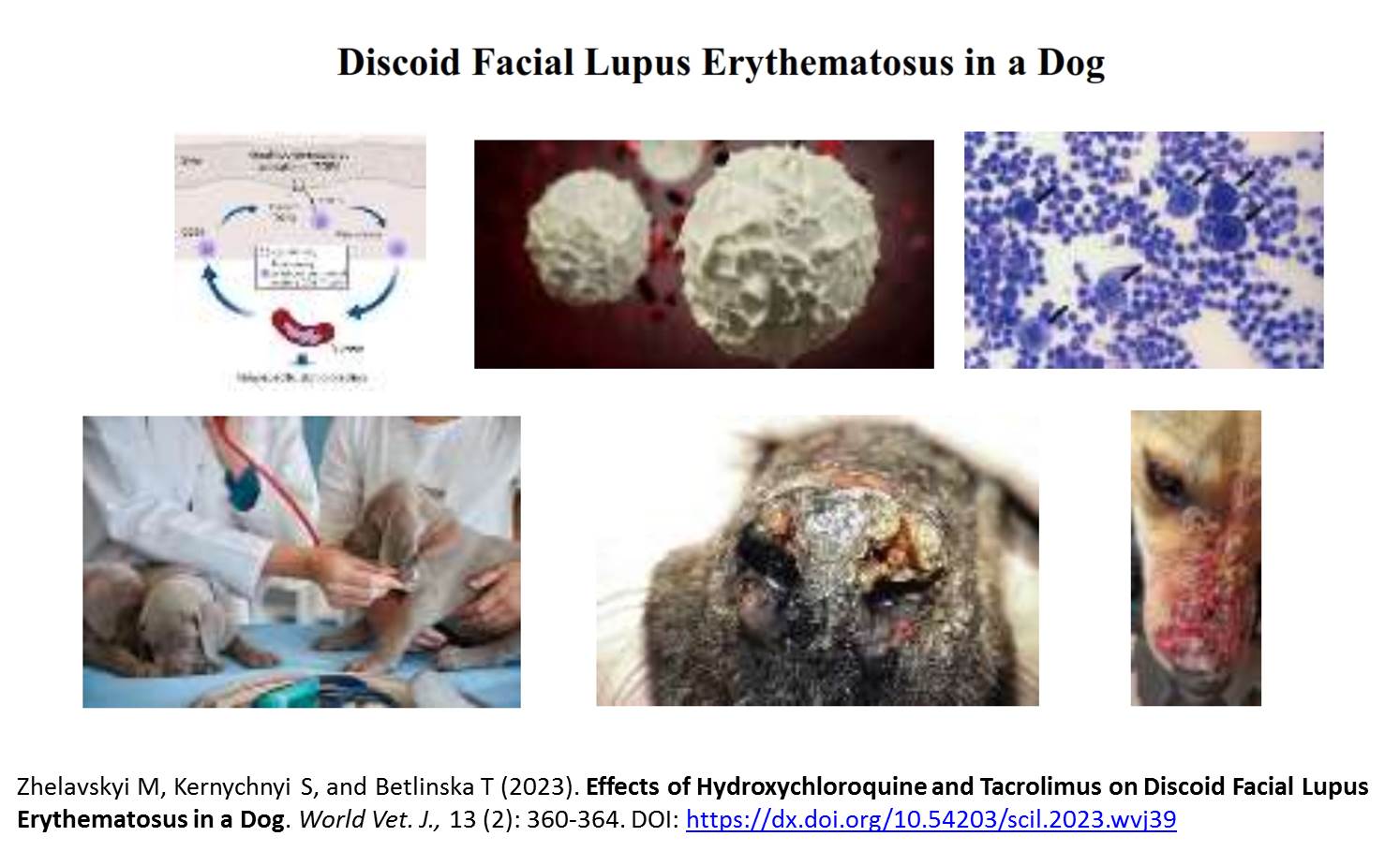 234-Discoid_Facial_Lupus_Erythematosus_in_a_Dog
