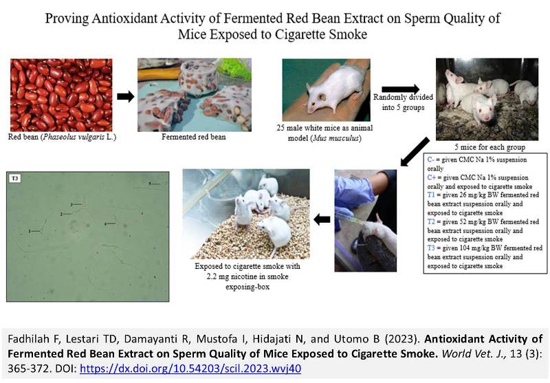 238-Fermented_Red_Bean_Extract_on_Sperm