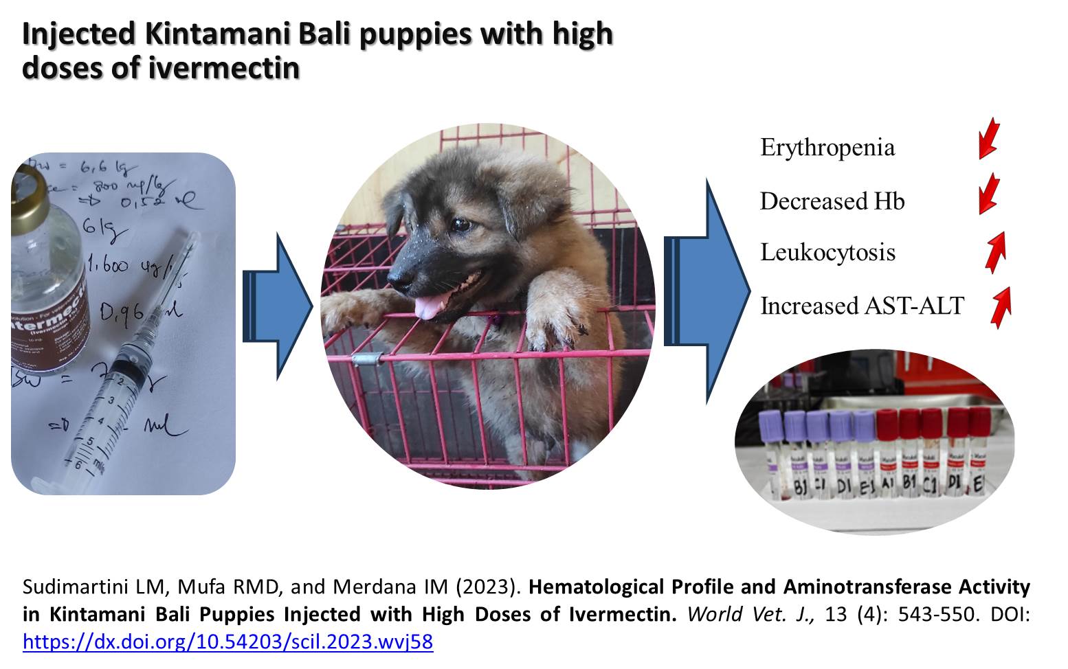 261-Kintamani_Bali_Puppies_Injected_with_High_Doses_of_Ivermectin