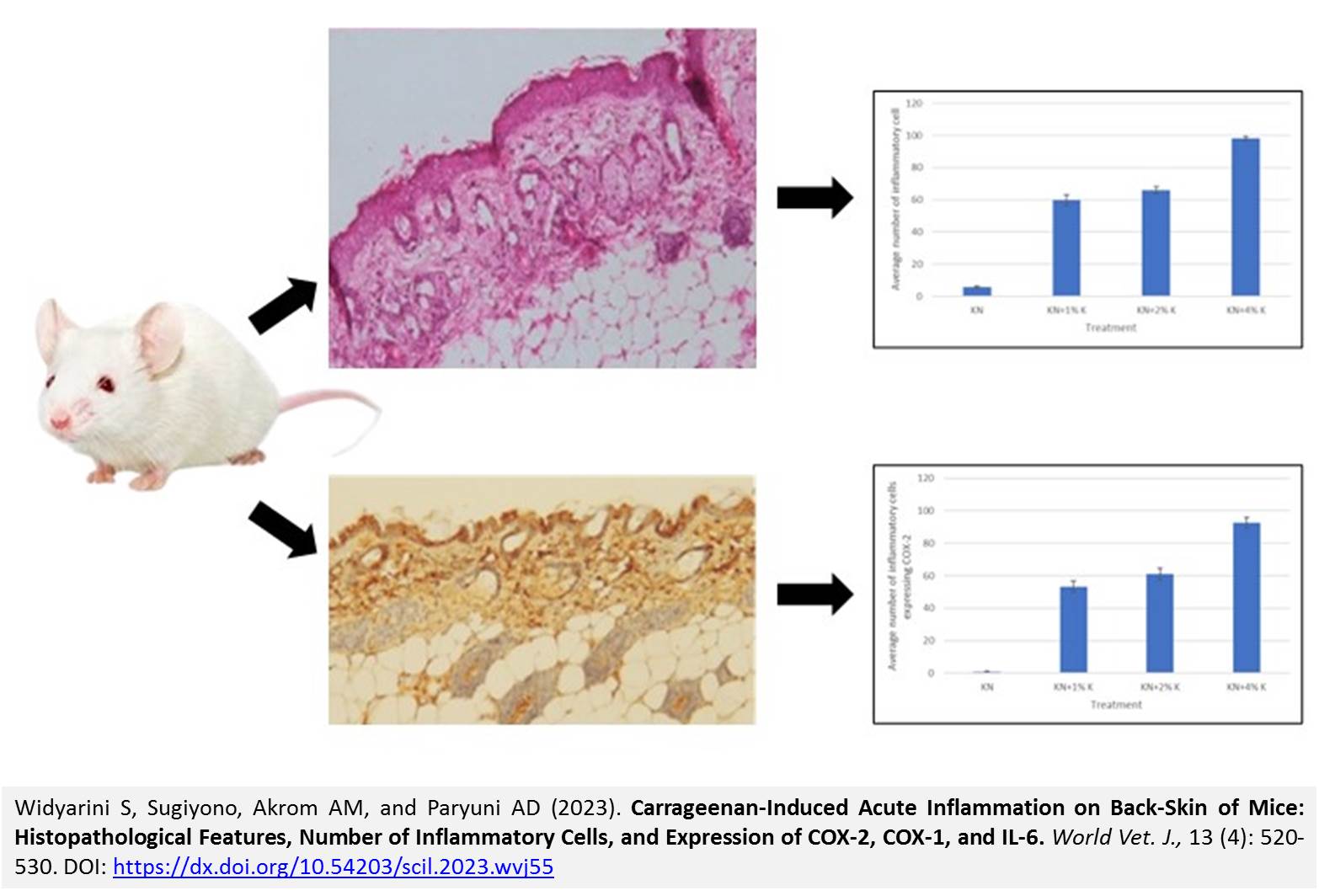 268-Carrageenan-Induced_Acute_Inflammation_on_Back-Skin_of_Mice