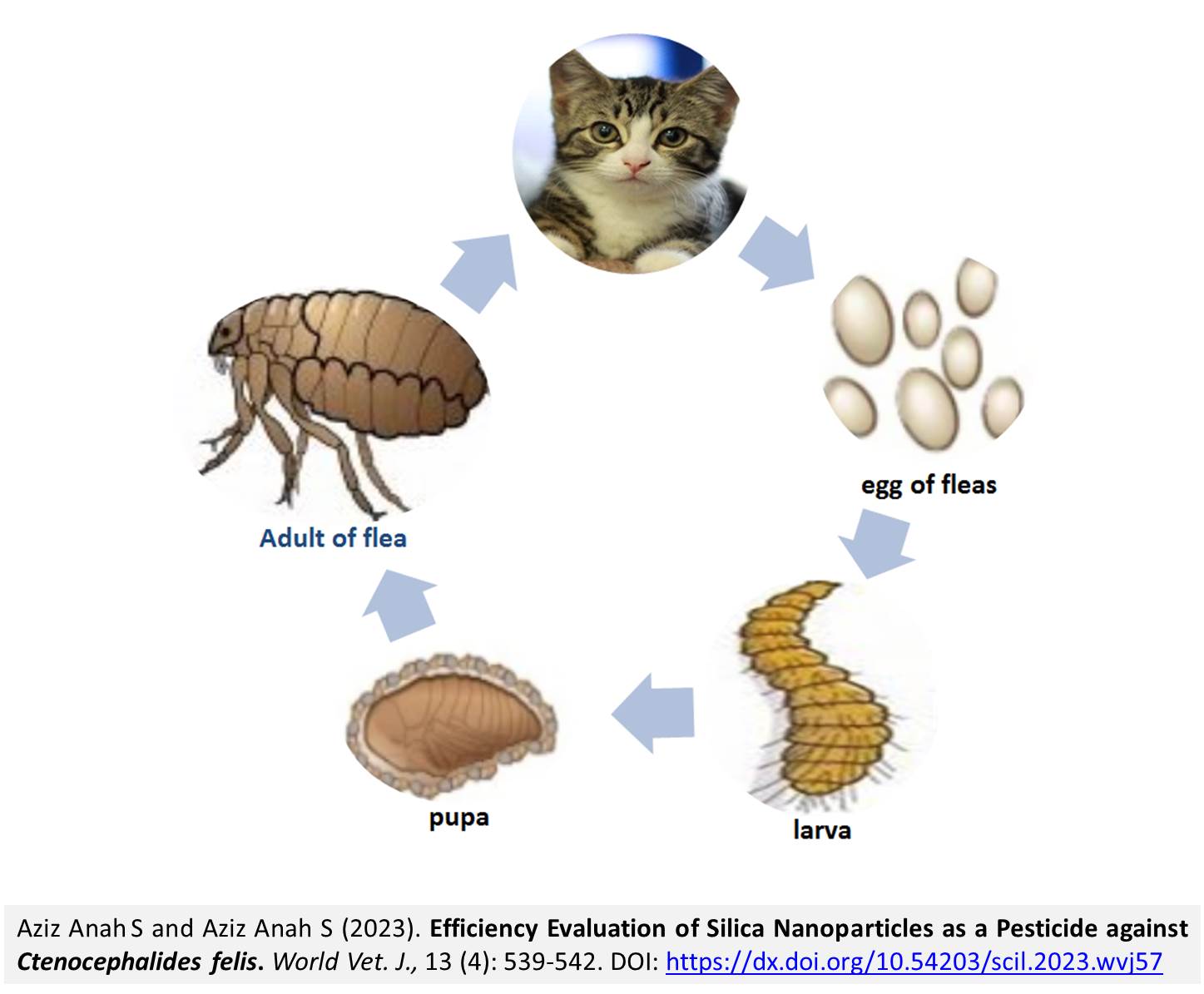 278-Silica_Nanoparticles_as_a_Pesticide_against_Ctenocephalides_felis