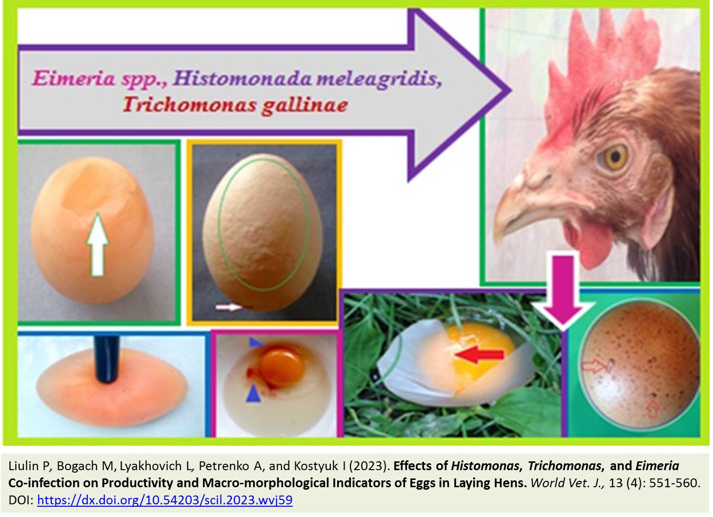 Liulin-1900-45-Histomonas_Trichomonas_and_Eimeria_Co-infection