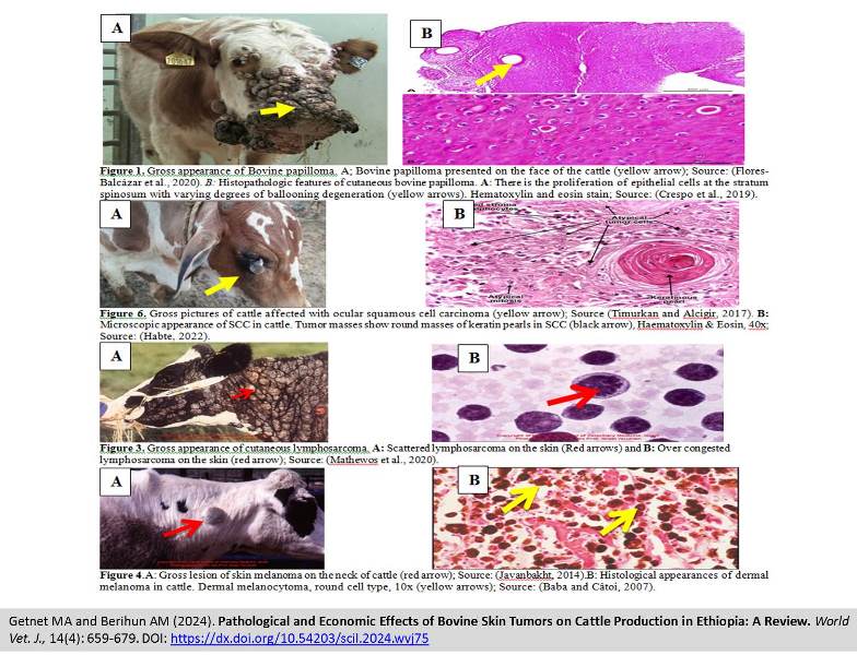 365-Cattle_Bovine_Skin_Tumors