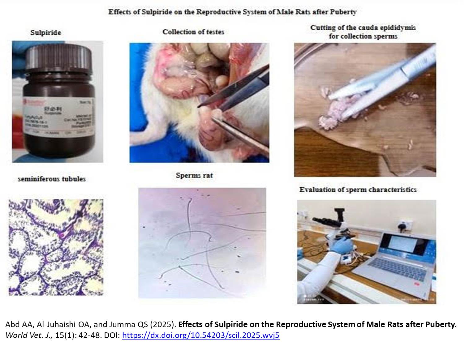 1378-Effects_of_Sulpiride_on_the_Reproductive_System_of_Male_Rats_after_Puberty