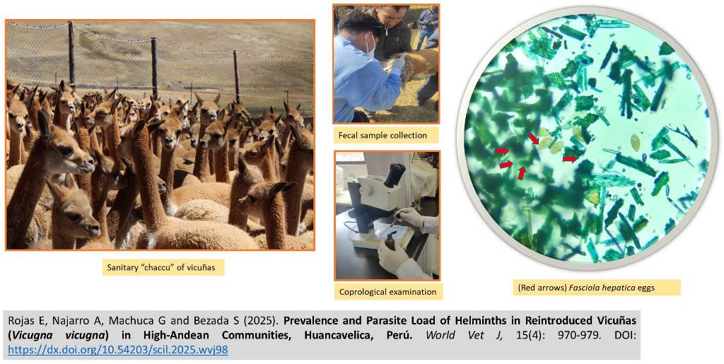 1900-85-Vicugna_vicugna