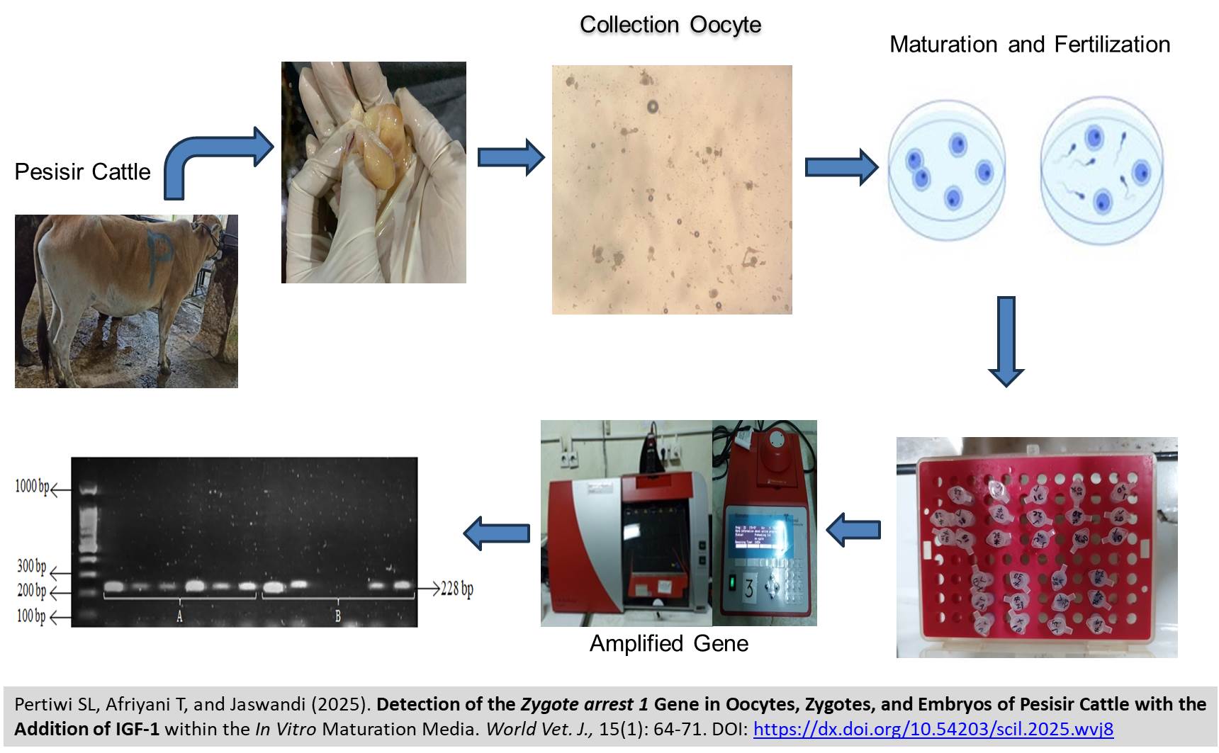 440-Zygote_arrest_1_Gene_in_Oocytes_Zygotes_and_Embryos_of_Pesisir_Cattle