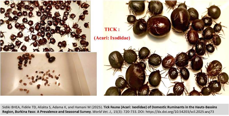 484-Tick_Fauna_Acari_Ixodidae
