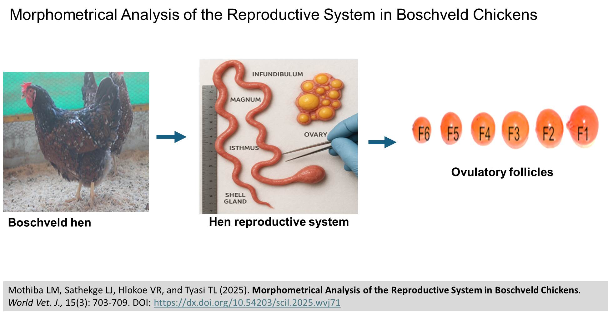 510-Morphometrical_Analysis_of_the_Reproductive_System_in_Boschveld_Chickens