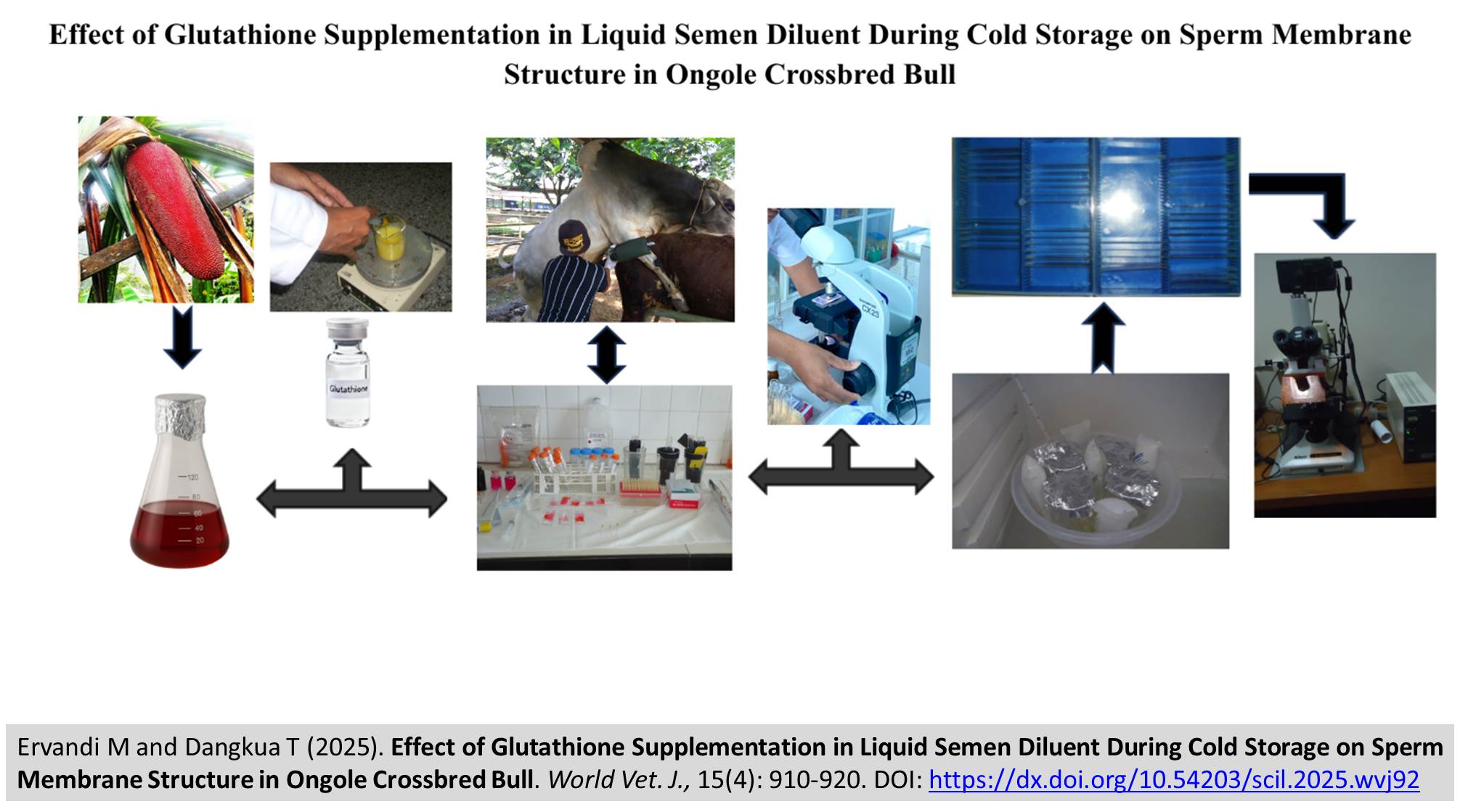 514-Glutathione_Supplementation_in_Liquid_Semen_Diluent