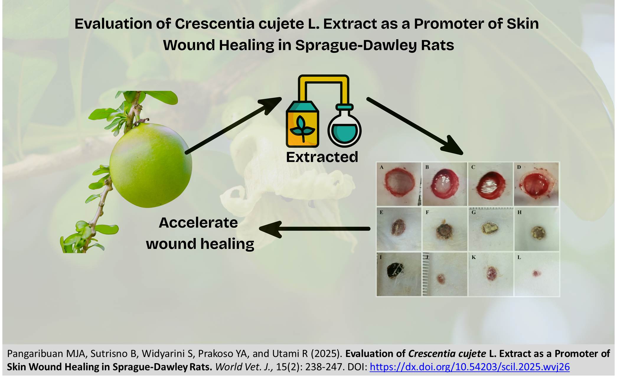 568-Crescentia_cujete_L._as_a_Thread-Coating_for_Suture_Implant_in_Rat