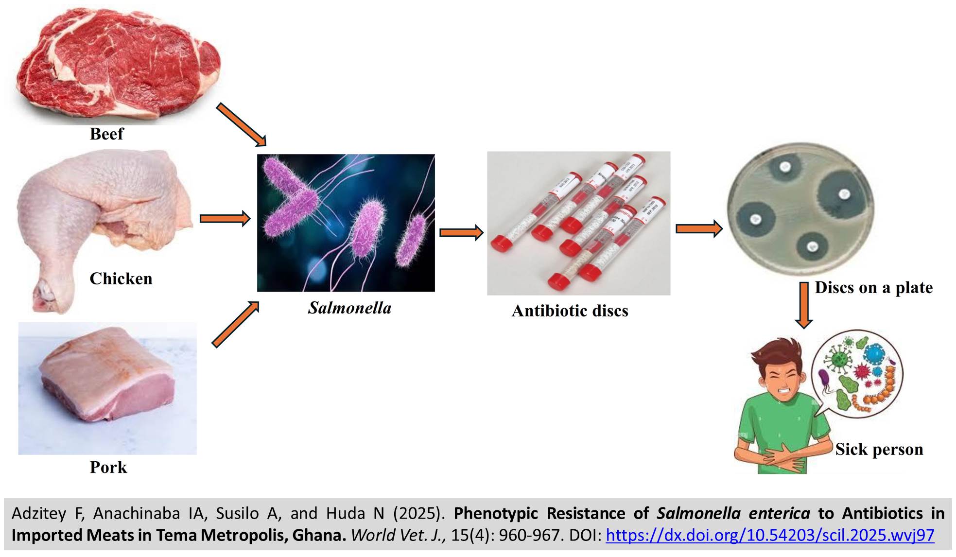 648-Phenotypic_Resistance_of_Salmonella_enterica_to_Antibiotics