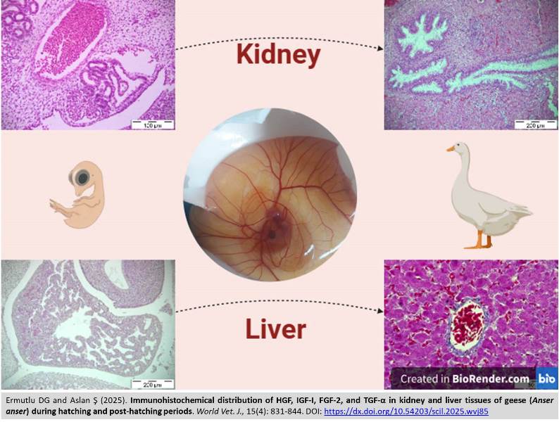 680-HGF_IGF-I_FGF-2_and_TGF-