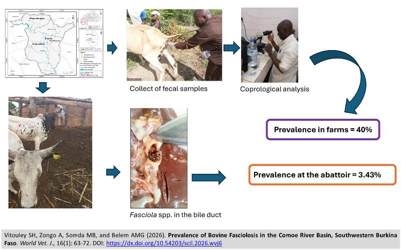 694-bovine_fasciolosis