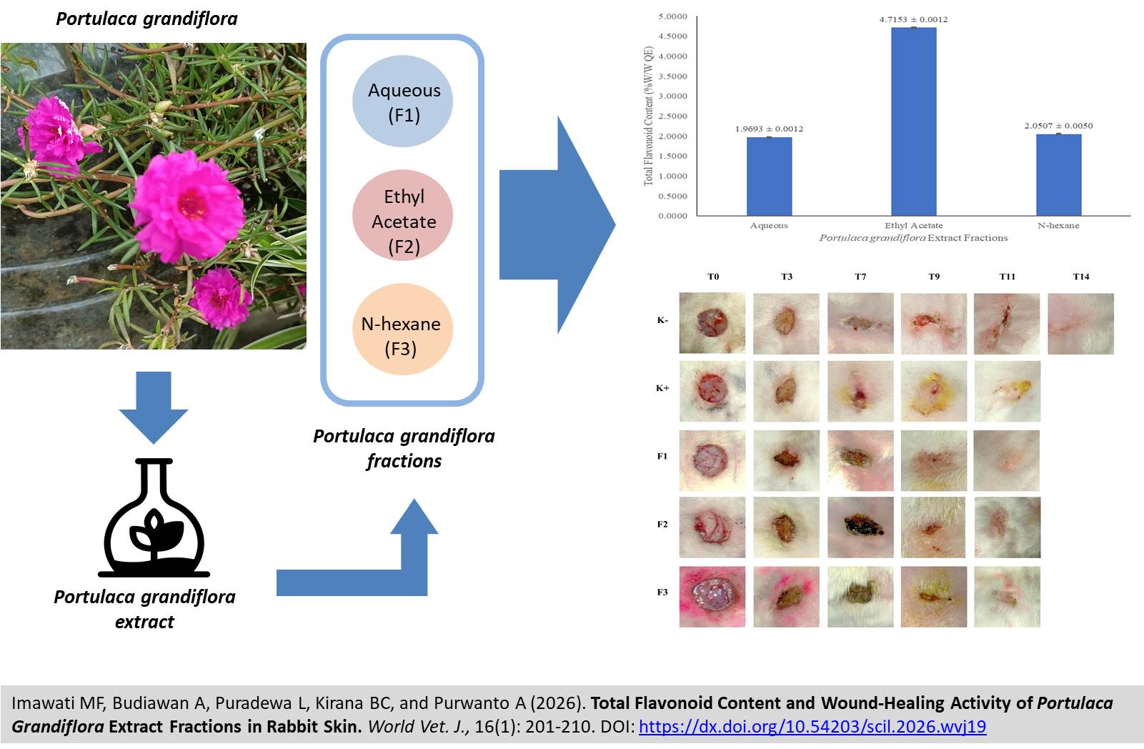 721-Flavonoid_and_Wound-Healing_of_Portulaca_Grandiflora_in_Rabbit_Skin