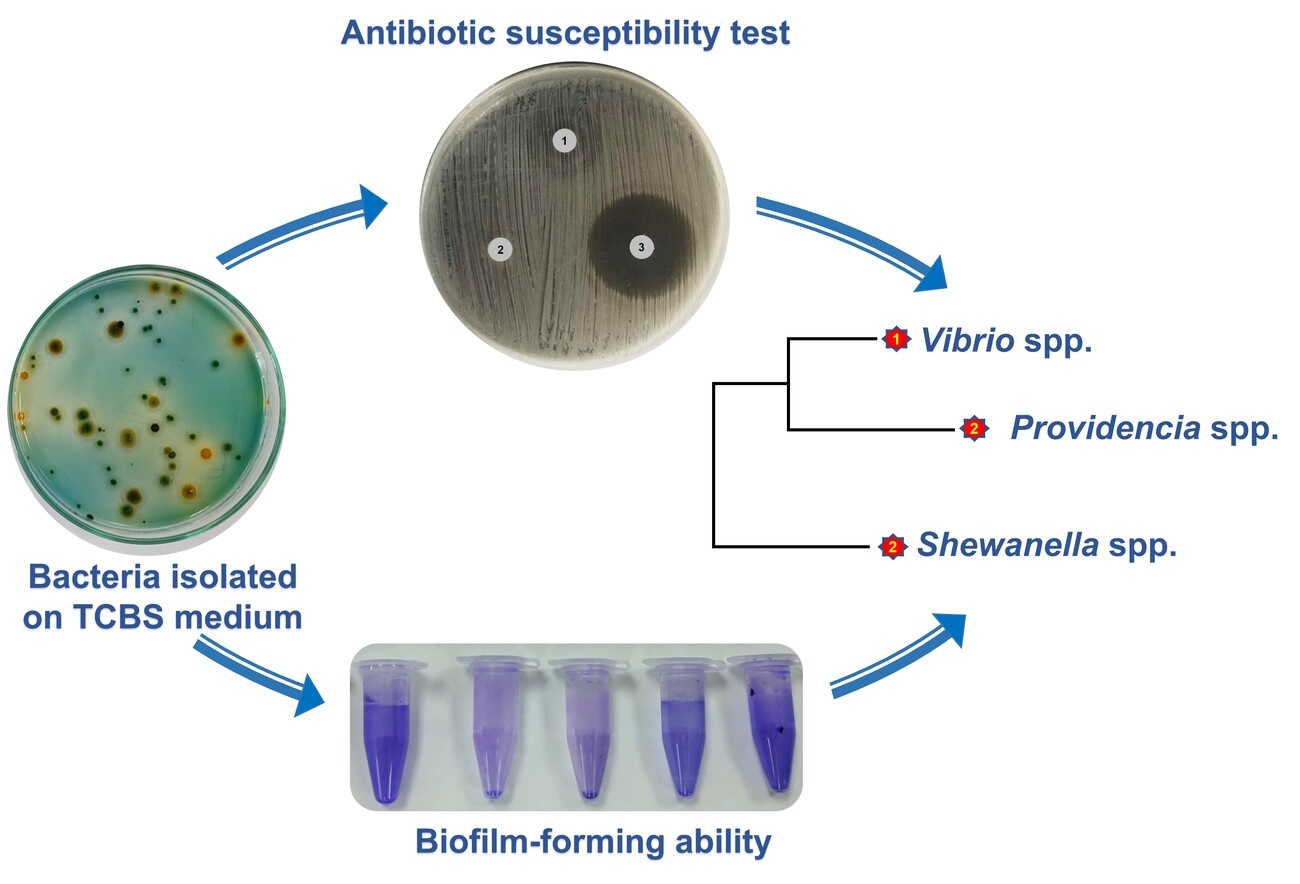 753-Biofilm_Formation_in_Bacteria_Isolated_from_White-Leg_Shrimp_in_Traditional_Markets