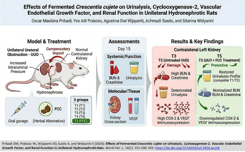 758-Fermented_Crescentia_cujete_--_Urinalysis_Cyclooxygenase-2