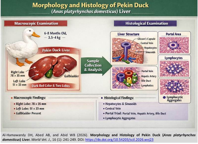 788-_Pekin_Duck_Liver_Histology