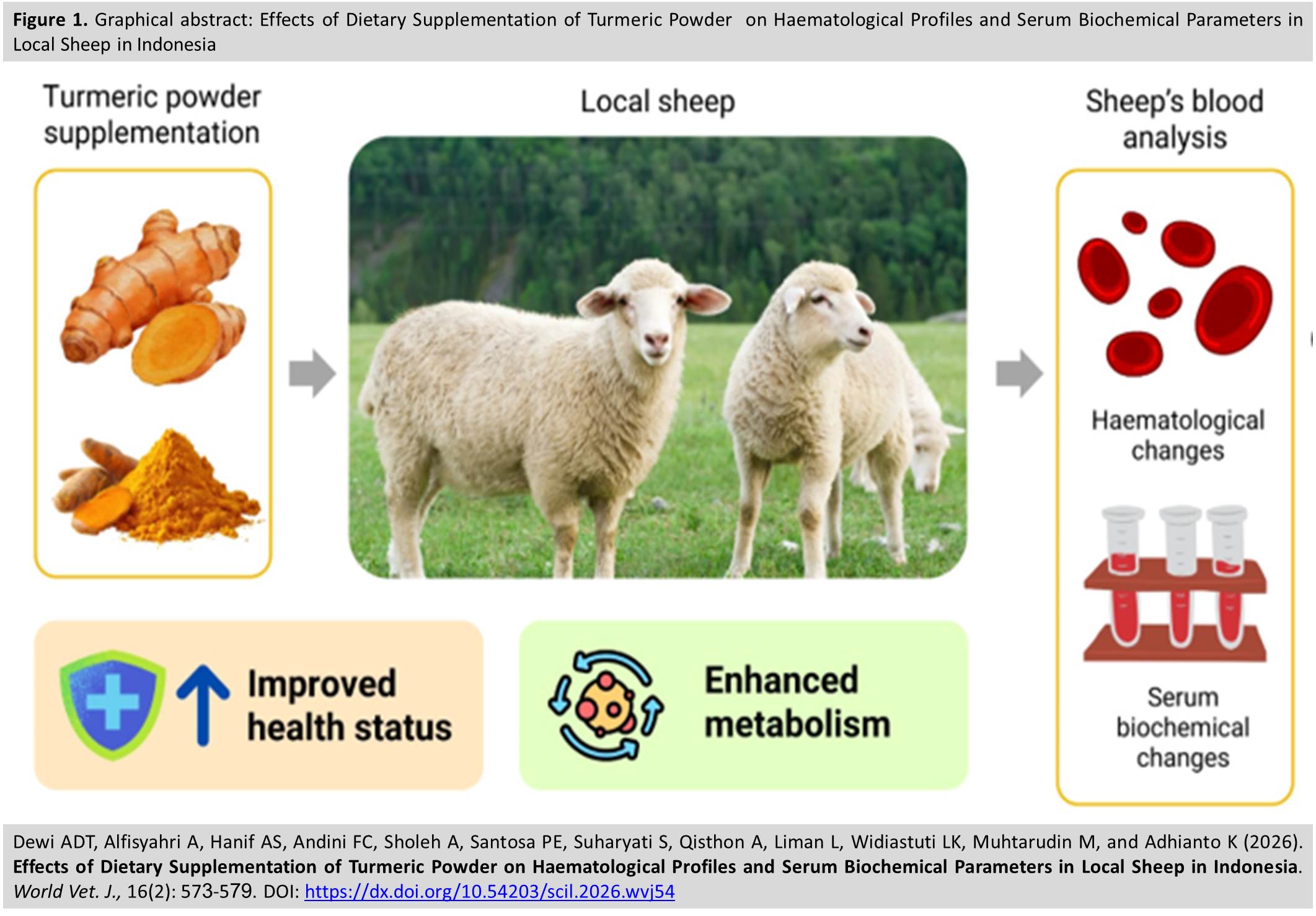 805-_Turmeric_Powder_on_Local_Sheep_in_Indonesia